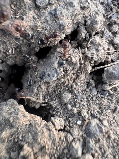 Crematogaster mutans photo 15