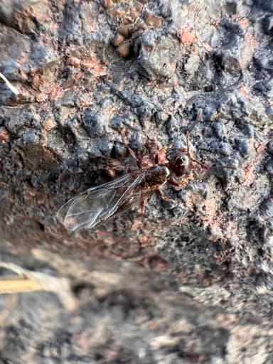 Crematogaster mutans photo 16