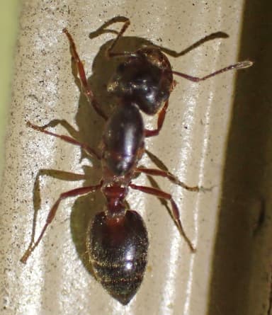 Crematogaster mutans photo 17