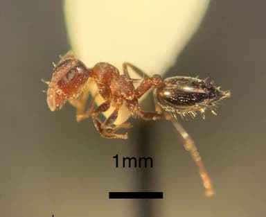Crematogaster mutans photo 25