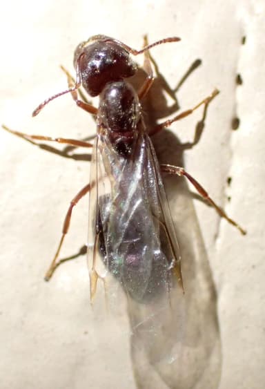 Crematogaster mutans — queen photo 29