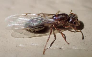 Crematogaster mutans — queen photo 30