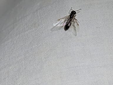 Crematogaster mutans photo 31