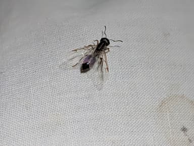 Crematogaster mutans photo 32