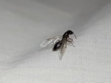 Crematogaster mutans photo 33