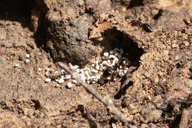 Crematogaster mutans photo 36