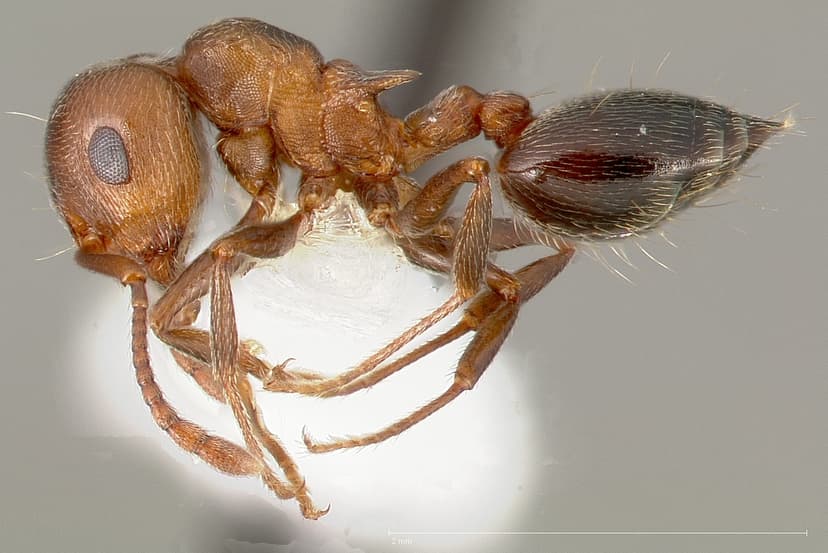 Crematogaster mutans photo 1