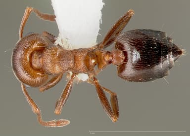 Crematogaster mutans — queen photo 2