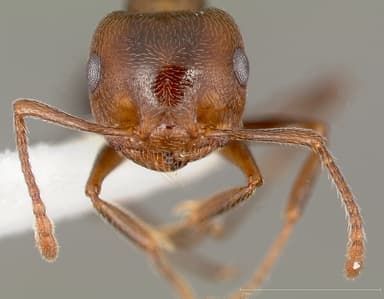 Crematogaster mutans — queen photo 3