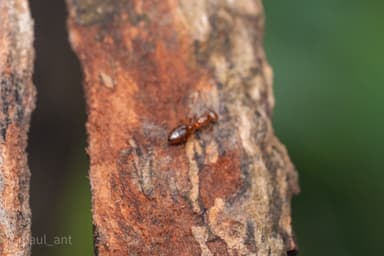 Crematogaster rogenhoferi photo 1
