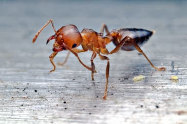 Crematogaster rogenhoferi photo 5