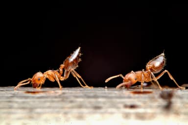 Crematogaster rogenhoferi photo 6