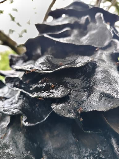 Crematogaster rogenhoferi photo 8