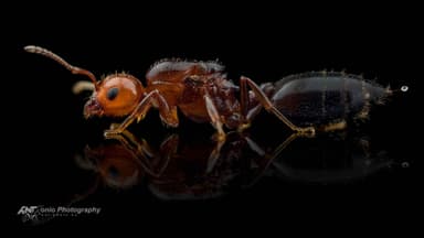 Crematogaster scutellaris photo 1
