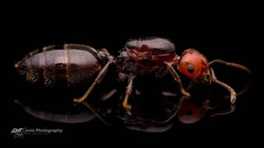 Crematogaster scutellaris photo 2