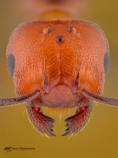 Crematogaster scutellaris photo 3