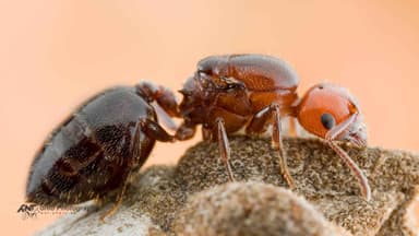 Crematogaster scutellaris photo 4