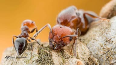 Crematogaster scutellaris photo 5