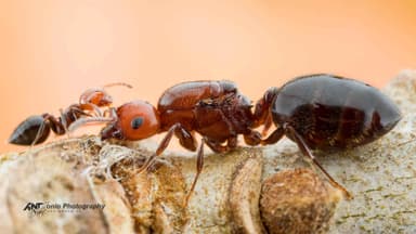 Crematogaster scutellaris photo 6