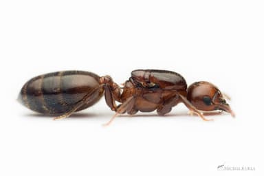 Crematogaster scutellaris photo 308