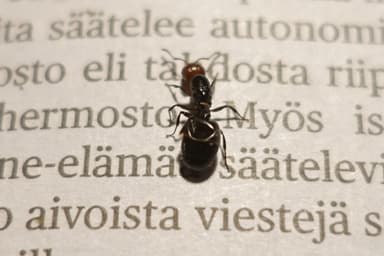Crematogaster scutellaris photo 28