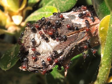 Crematogaster scutellaris photo 31