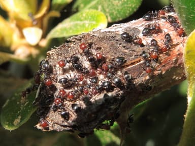 Crematogaster scutellaris photo 32
