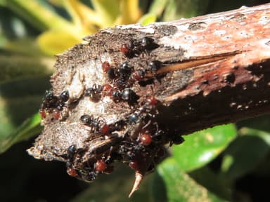 Crematogaster scutellaris photo 33