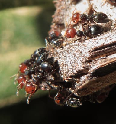 Crematogaster scutellaris photo 34