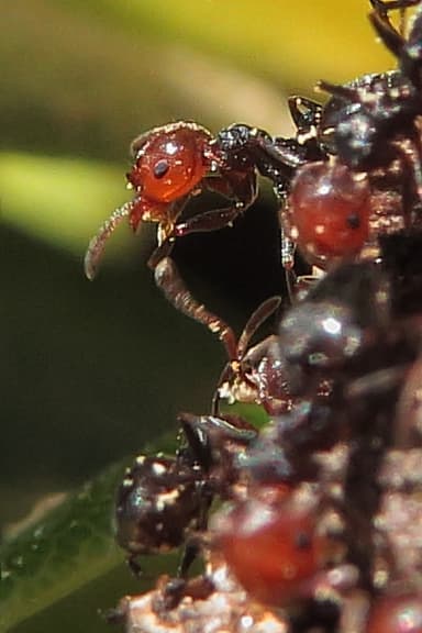 Crematogaster scutellaris photo 35