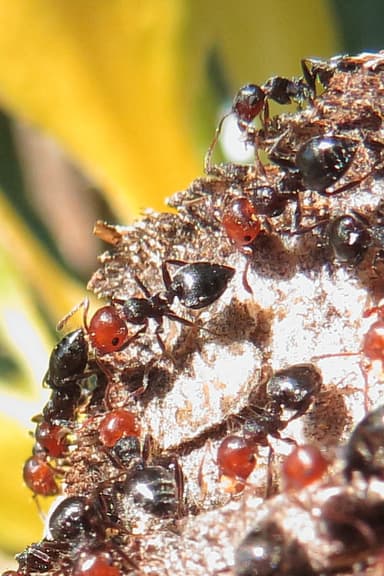 Crematogaster scutellaris photo 36
