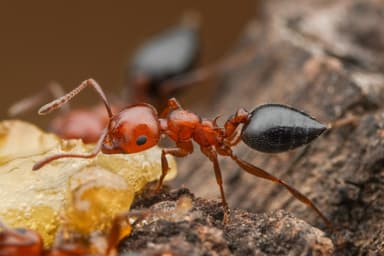 Crematogaster scutellaris photo 39