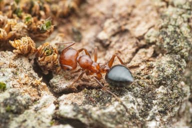 Crematogaster scutellaris photo 42