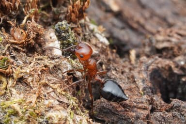 Crematogaster scutellaris photo 44