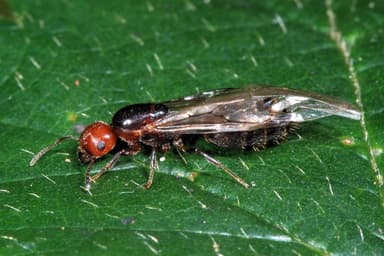 Crematogaster scutellaris photo 47