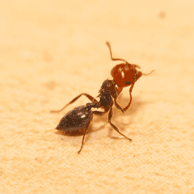 Crematogaster scutellaris photo 50