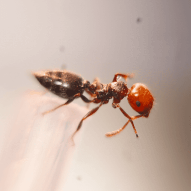 Crematogaster scutellaris photo 51