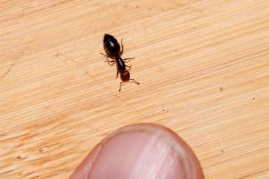 Crematogaster scutellaris photo 55