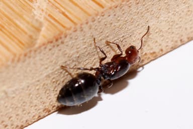 Crematogaster scutellaris photo 56