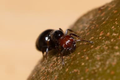 Crematogaster scutellaris photo 57