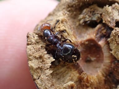 Crematogaster scutellaris photo 60