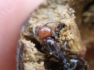 Crematogaster scutellaris photo 62