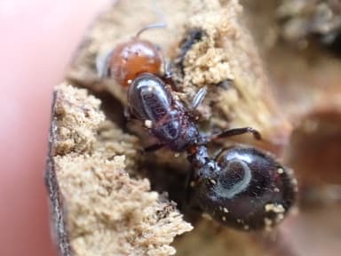 Crematogaster scutellaris photo 63