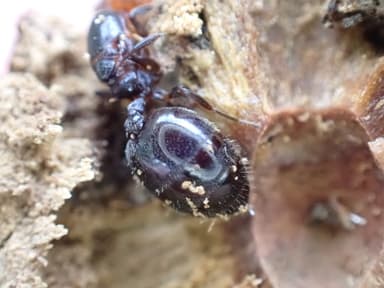 Crematogaster scutellaris photo 64
