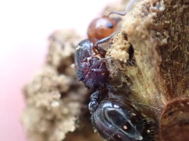 Crematogaster scutellaris photo 65