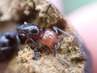Crematogaster scutellaris photo 66