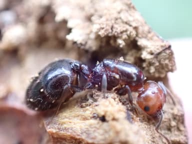 Crematogaster scutellaris photo 67