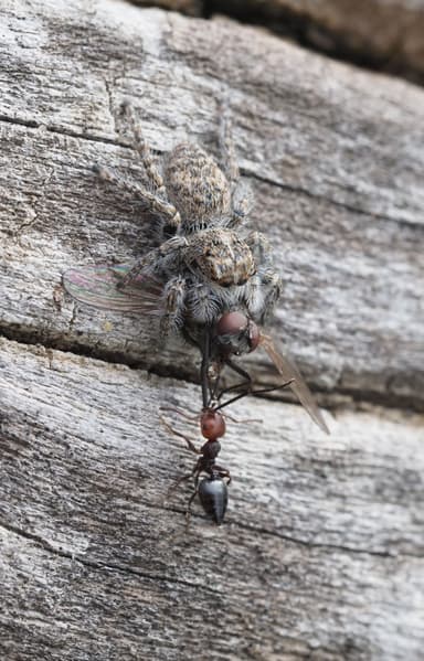 Crematogaster scutellaris photo 69