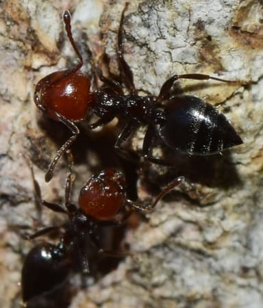 Crematogaster scutellaris photo 71