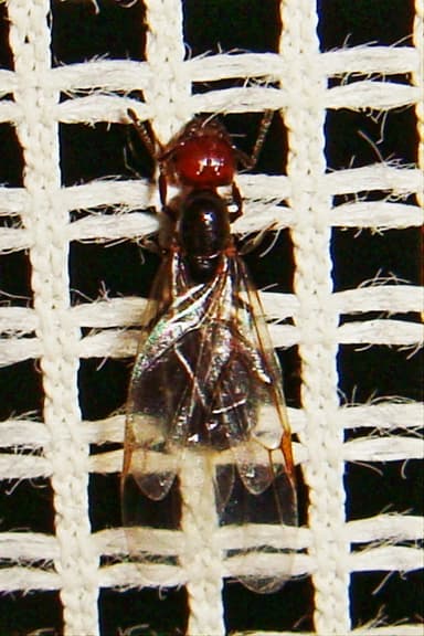 Crematogaster scutellaris photo 73